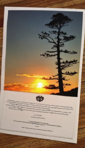 norfolk island pine,loblolly pine,american pitch pine,singleleaf pine,pine-tree,fir tree silhouette,tropical and subtropical coniferous forests,travel trailer poster,oregon pine,jack pine,pine tree,shortstraw pine,sitka spruce,lodgepole pine,shortleaf black spruce,black pine,chrysler 300 letter series,araucaria,sea pines,brochure,Photography,Artistic Photography,Artistic Photography 13