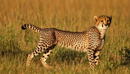 serengeti,cheetah,kenya africa,samburu,kenya,hosana,tanzania,cheetah cub,kenyan,nakuru,cheetah mother,cheetahs,tsavo,african leopard,cheetah and cubs,botswana,arabian mau,ikat,safari,giraffidae,Illustration,Retro,Retro 06