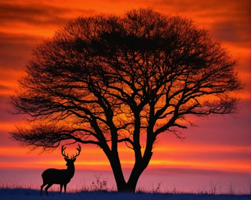 deer silhouette,glowing antlers,elk,lone tree,red deer,hartebeest,whitetail buck,animal silhouettes,kudu,antelope,european deer,blackbuck,stag,serengeti,elk bull,waterbuck,majestic nature,deers,whitetail,pere davids deer,Conceptual Art,Daily,Daily 28