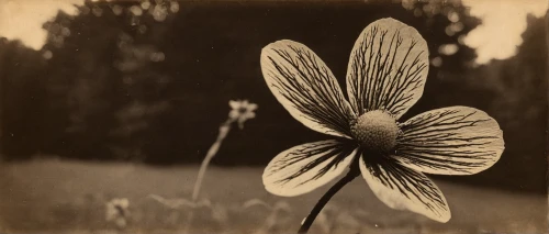 vintage botanical,windflower,pinwheel,ambrotype,pinwheels,vintage flowers,pogonia,autumnalis,coneflower,coneflowers,teasel,fallen flower,wood flower,lubitel 2,balloon flower,stieglitz,catchfly,oxalis deppei iron cross,oxalis iron cross,sego lily,Photography,Black and white photography,Black and White Photography 15