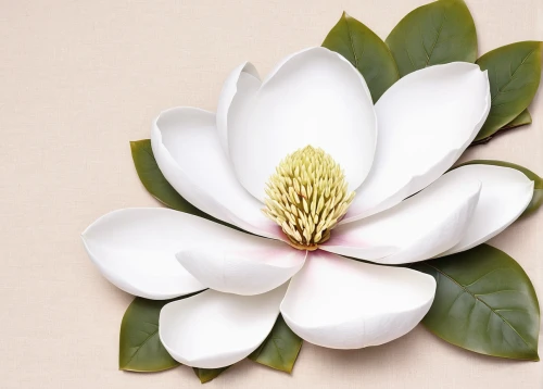white magnolia,magnolia × soulangeana,southern magnolia,white plumeria,magnolia flower,chinese magnolia,magnolia blossom,magnolia x soulangiana,magnolia star,magnolia,japanese magnolia,magnolia flowers,fragrant white water lily,flowers png,white floral background,magnoliaceae,star magnolia,bush magnolia,yulan magnolia,magnolia liliiflora,Photography,Fashion Photography,Fashion Photography 15