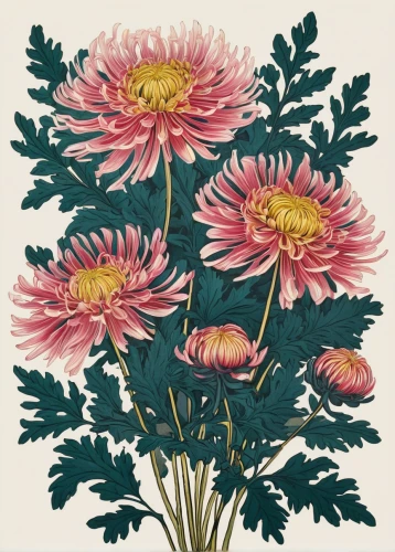 chrysanthemum grandiflorum,pink chrysanthemum,pink chrysanthemums,chrysanthemum flowers,chrysanthemums,chrysanthemum,siberian chrysanthemum,chrysanths,korean chrysanthemum,chrysanthemum exhibition,garden chrysanthemums,chrysanthemum coronarium,red chrysanthemum,chrysanthemum background,wild chrysanthemum,autumn chrysanthemum,garden chrysanthemum,illustration of the flowers,pink dahlias,violet chrysanthemum,Photography,Fashion Photography,Fashion Photography 23