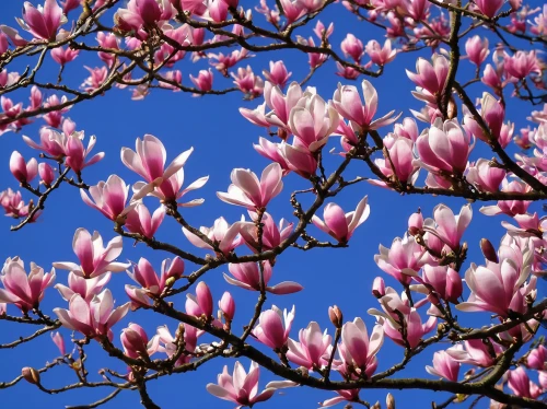 saucer magnolia,magnolia flowers,tulip magnolia,magnolia trees,magnolia tree,pink magnolia,japanese magnolia,magnolia × soulangeana,magnolia blossom,magnoliengewaechs,tulip tree,magnolia,tulip branches,chinese magnolia,tulips magnolia,magnoliaceae,magnolia x soulangiana,magnolias,tulip tree bloom,magnolia flower,Illustration,Retro,Retro 20
