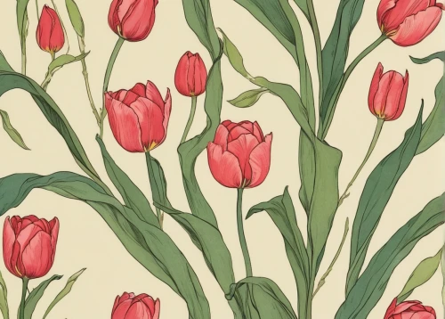 tulip background,floral digital background,tulips,tulip flowers,red tulips,two tulips,floral background,pink tulips,tulip branches,flowers png,tulip blossom,wild tulips,japanese floral background,watercolor floral background,tulip,lady tulip,pink floral background,background pattern,tulipa,tulip bouquet,Illustration,Vector,Vector 04