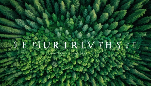 silvertip fir,feurspritze,curative,spruce forest,spruce-fir forest,refractive,burclover,turf,furrow,septure,furrows,viticulture,evergreen trees,urtica,futura,regenerative,deforested,subshrub,turnover,urticaceae,Illustration,Vector,Vector 21