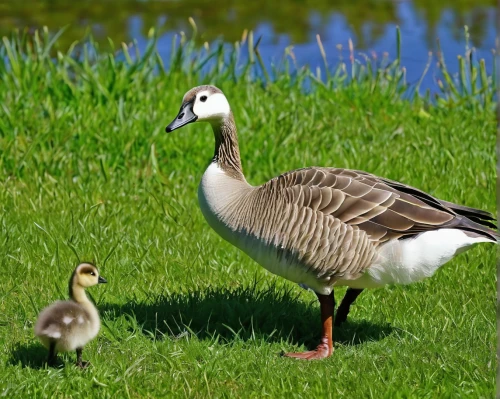 goslings,a pair of geese,goose family,canada geese,canada goose,cygnet,canadian goose,greylag goose,greylag geese,young goose,greylag chicks,st martin's day goose,gooseander,geese,grass family,cygnets,snow goose,parents and chicks,little goose,in the mother's plumage,Illustration,Retro,Retro 20