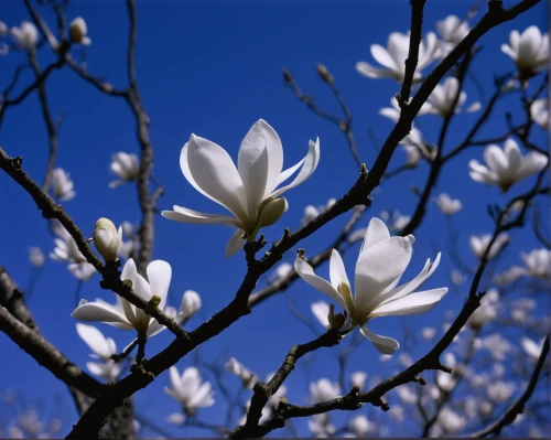 blue star magnolia,white magnolia,star magnolia,magnolia stellata,magnolia flowers,magnolia × soulangeana,japanese magnolia,magnolia blossom,star magnolia fin the rain,chinese magnolia,magnolia tree,magnolia x soulangiana,magnolia flower,tulip magnolia,magnolia star,magnolia,yulan magnolia,magnoliengewaechs,tulip tree,magnoliaceae,Photography,Documentary Photography,Documentary Photography 12