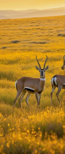 pronghorn,springbok,blackbuck,antelope,antelopes,gazelles,mule deer,barren ground caribou,impala,hartebeest,namibia,namib desert,namib,deers,deer-with-fawn,pair of ungulates,white-tailed deer,gold deer,european deer,serengeti,Illustration,Vector,Vector 04