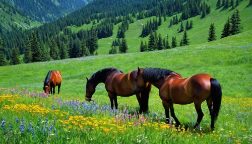 beautiful horses,wild horses,mountain meadow,alpine meadow,alpine meadows,nature of mongolia,mountain pasture,horses,altai,equines,horse herd,meadow landscape,dülmen wild horses,two-horses,meadow and forest,central tien shan,nature mongolia,green meadow,carpathians,inner mongolian beauty,Conceptual Art,Sci-Fi,Sci-Fi 14