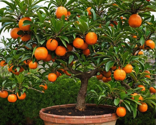 tangerine tree,growing mandarin tree,orange tree,tangerine fruits,calamondin,minneola,tangerines,fruit tree,citrus sinensis,citrus plant,orange climbing plant,mandarin oranges,valencia orange,persimmon tree,mandarins,orange fruit,kumquat,chinese dry tangerine,asian green oranges,fruit bush,Conceptual Art,Sci-Fi,Sci-Fi 19