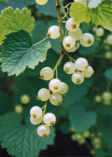 white currant,philadelphus erectus,thimbleberry,currant blossom,japanese meadowsweet,guelder rose,bloodrootsanguinaria canadensis,white currants,currant decorative,philadelphus coronarius,siberian ginseng,native raspberry,rubus,sorbus intermedia,ribes rubrum,sorbus,white mulberry,currant bush,ribes sanguineum,redcurrants,Photography,Documentary Photography,Documentary Photography 15