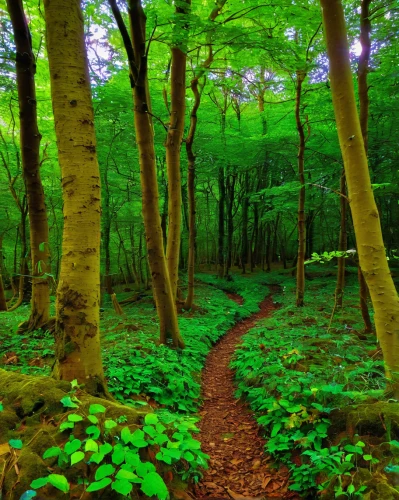 green forest,forest path,beech forest,fairy forest,fairytale forest,enchanted forest,forest glade,deciduous forest,forest of dean,germany forest,elven forest,holy forest,tree lined path,mixed forest,aaa,northern hardwood forest,hiking path,forest floor,forest landscape,beech trees,Illustration,Retro,Retro 23