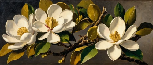 white magnolia,magnolia,magnolias,magnolia flowers,southern magnolia,magnoliengewaechs,still life of spring,magnolia blossom,magnolia x soulangiana,chinese magnolia,frangipani,magnolia tree,white plumeria,easter lilies,tulpenbaum,star magnolia,tulip magnolia,magnolia × soulangeana,magnolia trees,magnolia flower,Art,Classical Oil Painting,Classical Oil Painting 08
