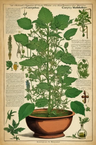 dulcimer herb,medicinal plants,medicinal herbs,medicinal plant,herbal medicine,motherwort,poisonous plant,culinary herbs,indian nettle,vintage botanical,horehound,nightshade plant,aromatic herbs,garden herbs,gypsywort,siberian ginseng,medicinal herb,herbaceous plant,white horehound,lemon balm,Illustration,Black and White,Black and White 25