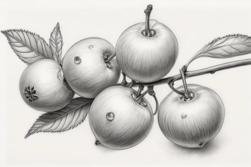pear cognition,pears,pome fruit family,gooseberry family,medlar,quince decorative,apple pair,pear,bell apple,fruits plants,asian pear,greengage,apple design,fruits,pomegranate,still life with onions,plums,apples,gooseberries,jewish cherries,Illustration,Black and White,Black and White 30