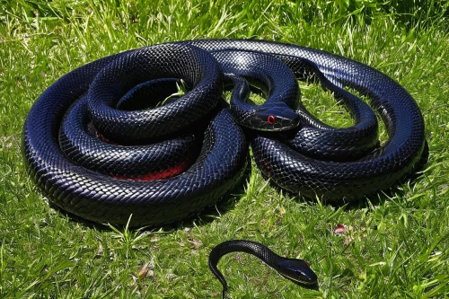 eastern indigo snake,red bellied black snake,black snake,glossy snake,african house snake,black mamba,atala,kingsnake,ringneck snake,blue snake,common kingsnake,eastern coral snake,pet black,venomous snake,king snake,sharptail snake,plains gartersnake,emperor snake,ensatina,king cobra,Photography,Documentary Photography,Documentary Photography 31