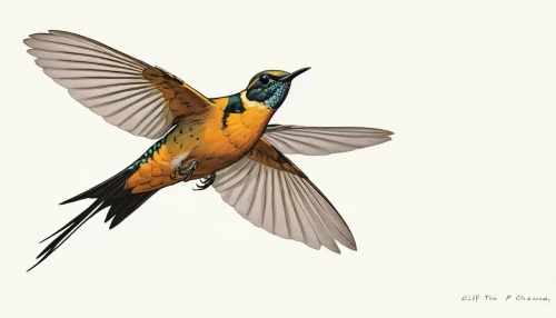 male rufous hummingbird,rufous,rufous hummingbird,old world oriole,bird illustration,black headed grosbeak,piciformes,baltimore oriole,varied thrush,lamprotornis chalcurus,falco peregrinus,cape weaver,barn swallow,chestnut munia,finch's latiaxis,alcedo atthis,american robin,female rufous hummingbird,coraciiformes,chrysops,Illustration,Vector,Vector 03