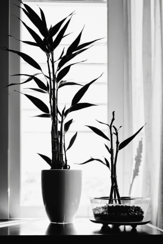 ikebana,house plants,houseplant,palm silhouettes,indoor plant,bamboo plants,sweet grass plant,the plant,lucky bamboo,vases,potted plants,incense with stand,still life photography,exotic plants,plants,blackandwhitephotography,sansevieria,potted plant,windowsill,dark green plant,Illustration,Black and White,Black and White 33