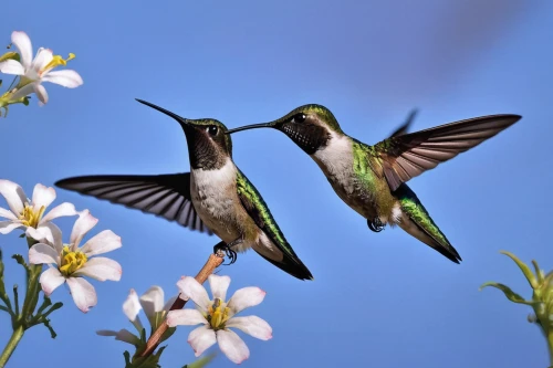 humming bird pair,hummingbirds,humming birds,black-chinned hummingbird,allens hummingbird,calliope hummingbird,ruby-throated hummingbird,bird hummingbird,rofous hummingbird,hummingbird,bee hummingbird,ruby throated hummingbird,annas hummingbird,humming bird,swallows,cuba-hummingbird,black-chinned,songbirds,birds singing,flying and feeding,Conceptual Art,Daily,Daily 16