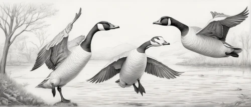 charadriiformes,canada geese,a pair of geese,geese,geese flying,galliformes,shelduck,grey crowned cranes,platycercus,pteropodidae,trumpeter swans,bird illustration,st martin's day goose,tula fighting goose,illustration,sitta europaea,wild geese,piciformes,canadian goose,australian shelduck,Illustration,Black and White,Black and White 30