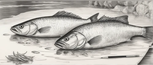 two fish,porcupine fishes,graphite,illustration,forage fish,pencil drawings,trigger fish,sea bream,book illustration,fish pen,fishes,hand-drawn illustration,pallet surgeonfish,barramundi,charcoal drawing,sheepshead,pencil and paper,pencil art,red seabream,lemon surgeonfish,Illustration,Black and White,Black and White 30