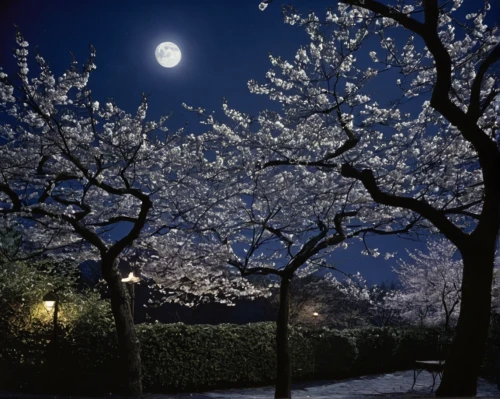 japanese cherry trees,cherry trees,japanese cherry blossoms,the cherry blossoms,cherry tree,cold cherry blossoms,sakura cherry tree,cherry blossom tree,takato cherry blossoms,plum blossoms,cherry blossoms,japanese cherry blossom,japan's three great night views,almond trees,cherry blossom tree-lined avenue,sakura trees,apricot blossom,almond tree,almond blossoms,blossom tree,Photography,Black and white photography,Black and White Photography 10