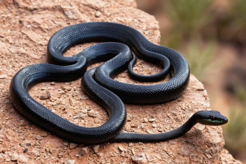 red bellied black snake,eastern indigo snake,ringneck snake,sharptail snake,plains gartersnake,glossy snake,san joaquin coachwhip,pointed snake,african house snake,black snake,common kingsnake,rubber boa,plain bellied watersnake,ensatina,banded water snake,western terrestrial garter snake,brown snake,venomous snake,kingsnake,tree snake,Photography,Fashion Photography,Fashion Photography 15