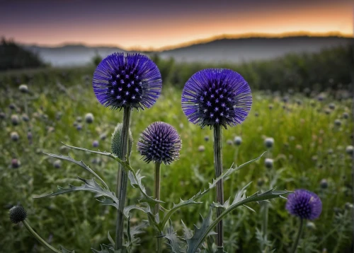 globe thistle,echinops,scabious,purple coneflower,alpine sea holly,sweet scabious,phacelia,thistles,chive flower,purple salsify,cyanus cornflower,perennial cornflowers,cornflowers,chive flowers,cornflower,teasel,purple thistle,jasione montana,pincushion flower,sow thistles,Photography,Documentary Photography,Documentary Photography 17
