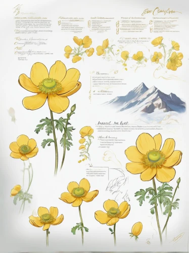 trollius download,cosmos flowers,trollius of the community,sulfur cosmos,sunflower lace background,flower illustrative,sand coreopsis,cosmos flower,buttercups,antarctic flora,the valley of flowers,yellow anemone,cushion flowers,tagetes,cushion flower,iceland poppy,cosmea,garden cosmos,flower umbel,corn poppies,Unique,Design,Character Design