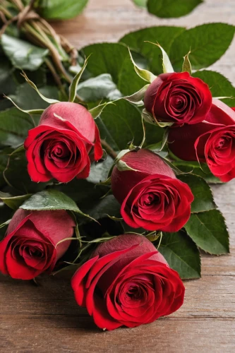 red roses,noble roses,romantic rose,rose roses,rose png,rose arrangement,for you,bicolored rose,spray roses,old country roses,rose bouquet,red rose,with roses,bouquet of roses,roses,evergreen rose,sugar roses,arrow rose,esperance roses,flowers png,Conceptual Art,Daily,Daily 06