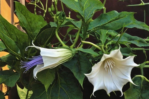 datura inoxia,datura,angels trumpet,balloon flower,angel trumpet,dutchman's pipe,brugmansia,angel's trumpet,serbian bellflower,beach moonflower,brugmansia sanguinea,wild horsemint,angel's trumpets,solanaceae,moonflower,angel trumpets,passion flowers,white trumpet flower,passion flower family,flowering vines,Art,Classical Oil Painting,Classical Oil Painting 11