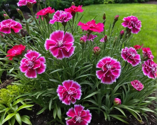 dianthus barbatus,dianthus pavonius,dianthus,dianthus caryophyllus,sweet william,pink flowers,spring carnations,peacock carnation,pink carnations,seed cow carnation,colorful flowers,pink tulips,tulip flowers,beautiful flowers,mini carnation,bright flowers,garden phlox,tulips,early summer flowers,red blooms,Conceptual Art,Daily,Daily 34