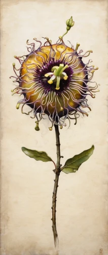 celestial chrysanthemum,flower painting,dried flower,chrysanthemum,autumn chrysanthemum,perennial sowthistle,purple chrysanthemum,violet chrysanthemum,flower illustrative,korean chrysanthemum,flowers png,flower illustration,card thistle,african daisy,china aster,chrysanthemum background,windflower,sunflowers in vase,siberian chrysanthemum,barberton daisy,Illustration,Abstract Fantasy,Abstract Fantasy 18