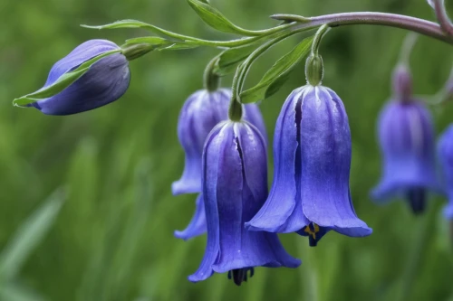 bellflowers,bluebell,gentiana,harebell,bluebells,skullcap,muscari armeniacum,beautiful bluebells,gentians,serbian bellflower,trumpet gentian,monkshood,fritillaria aurora,gentian family,blue flowers,blue violet,gentian,siberian squill,muscari,camas,Illustration,American Style,American Style 02