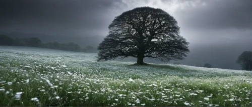 isolated tree,lone tree,meadows of dew,foggy landscape,magic tree,love in the mist,foggy forest,celtic tree,meadow landscape,flourishing tree,black forest,forest tree,meadow and forest,meadow,lonely chestnut,mountain meadow,morning mist,tree thoughtless,blossom tree,green meadow,Conceptual Art,Daily,Daily 05