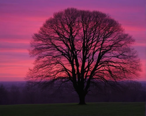 pink dawn,tree silhouette,lone tree,bare tree,colorful tree of life,old tree silhouette,isolated tree,pink-purple,dusky pink,purple and pink,lilac tree,purple landscape,dark pink in colour,magic tree,deciduous tree,deep pink,red sky at morning,violet colour,red sky,painted tree,Photography,Black and white photography,Black and White Photography 03