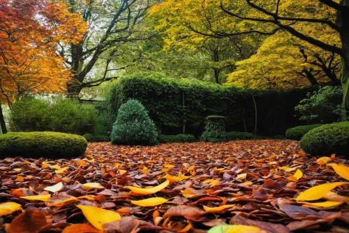 landscape designers sydney,fall leaf border,beech hedge,fallen leaves,autumn borders,autumn background,autumnal leaves,autumn round,hornbeam hedge,autumn foliage,autumn park,autumn in the park,autumn motive,seasonal autumn decoration,autumn idyll,leaves in the autumn,autumn decoration,autumn leaves,autumn scenery,late autumn,Conceptual Art,Sci-Fi,Sci-Fi 05