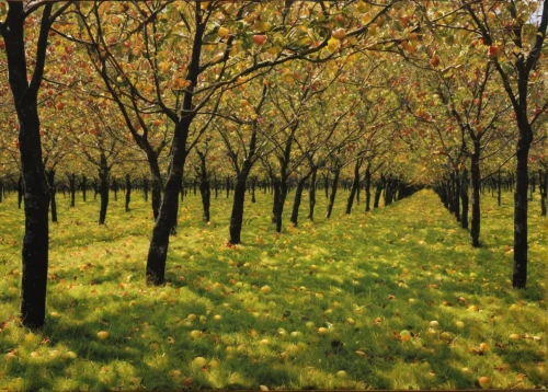 orchards,apple trees,orchard,walnut trees,almond trees,fruit fields,apple orchard,golden trumpet trees,fruit trees,orchard meadow,apple plantation,row of trees,copse,tree grove,viticulture,olive grove,yellow garden,deciduous forest,blossoming apple tree,deciduous trees,Conceptual Art,Oil color,Oil Color 15