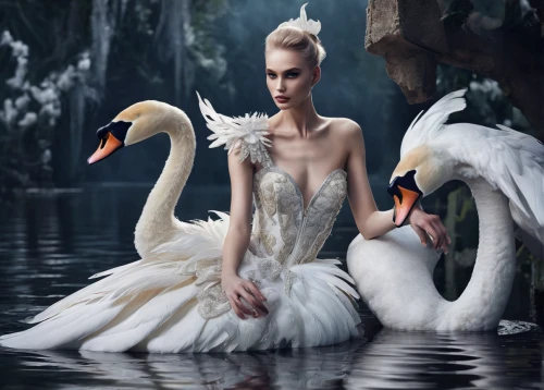 swan lake,white swan,mourning swan,swan family,swan,swan pair,swans,trumpet of the swan,black swan,trumpeter swans,swan boat,canadian swans,young swan,swan baby,constellation swan,baby swans,young swans,fujian white crane,cygnet,swan on the lake,Photography,Fashion Photography,Fashion Photography 01