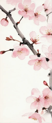 japanese floral background,plum blossoms,japanese sakura background,plum blossom,takato cherry blossoms,sakura background,almond blossoms,japanese cherry blossom,japanese cherry blossoms,sakura blossoms,cherry blossom japanese,cherry blossom branch,sakura branch,sakura flowers,sakura trees,sakura cherry tree,sakura tree,apricot flowers,peach blossom,almond blossom,Art,Artistic Painting,Artistic Painting 24