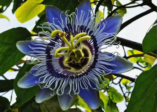 passiflora caerulea,passionflower caerulea,passiflora edulis,blue passion flower,passiflora vitifolia,passiflora,big passion fruit flower,passion fruit flower,passiflora sp,passion flower,passion flower bloom,passion flower vine,passion flower fruit,passionflower,passion flowers,blue passion flower butterflies,purple passion flower,purple passionflower,common passion flower,passion flower family,Photography,Black and white photography,Black and White Photography 15