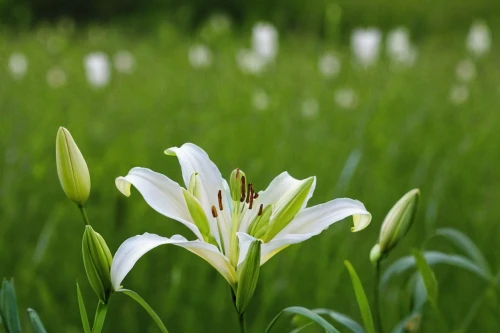 white lily,grass lily,madonna lily,gentiana,ornithogalum umbellatum,tulip white,avalanche lily,grape-grass lily,easter lilies,guernsey lily,lilies of the valley,lily flower,tulipa humilis,tuberose,crinum,lilium davidii,lilium candidum,sego lily,hymenocallis speciosa,lilium formosanum,Conceptual Art,Daily,Daily 06