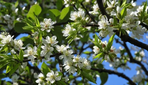 white flower cherry,pear blossom,prunus spinosa,prunus laurocerasus,prunus serrulata,prunus cerasifera,ornamental cherry,white blossom,tree blossoms,apple tree flowers,blossoming apple tree,chestnut blossom,amelanchier lamarckii,flowering tree,prunus domestica,apple tree blossom,flowering cherry,kirch blossoms,mirabelle tree,flowering branches,Art,Classical Oil Painting,Classical Oil Painting 17