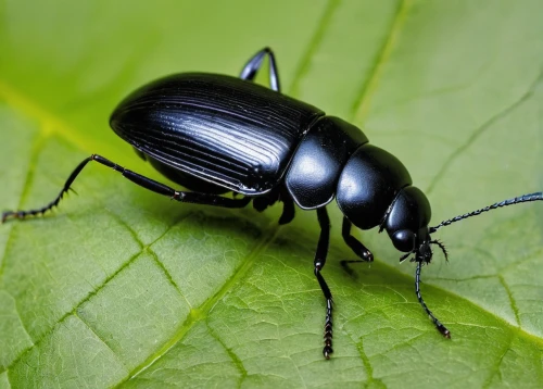 forest beetle,coleoptera,ground beetle,black beetle,brush beetle,blister beetles,leaf beetle,atala,elephant beetle,garden leaf beetle,japanese rhinoceros beetle,beetle,beetles,chrysops,rhinoceros beetle,ciconia ciconia,darkling beetles,anoplotrupes stercorosus,lucanus cervus,fire beetle,Illustration,Black and White,Black and White 29