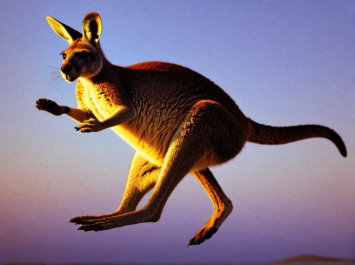 cangaroo,kangaroo,red kangaroo,macropus giganteus,macropus rufogriseus,wallaby,kangaroo mob,marsupial,bennetts wallaby,eastern grey kangaroo,kangaroos,australian wildlife,rednecked wallaby,macropodidae,australian bird,wallabies,aardvark,aussie,hop,hoppy,Conceptual Art,Sci-Fi,Sci-Fi 08