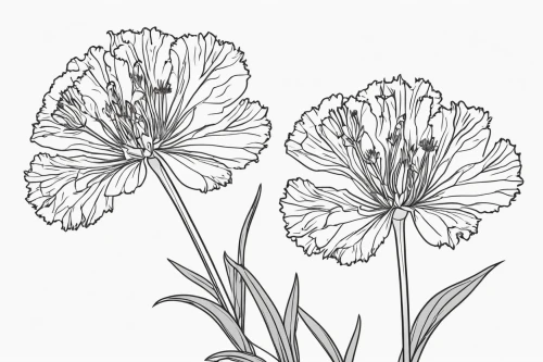 illustration of the flowers,trollius download,ranunculus asiaticus,carnation coloring,dianthus caryophyllus,dianthus barbatus,flower illustration,dianthus pavonius,dianthus,crepis paludosa,botanical line art,cyanus cornflower,ranunculus,flowers png,trollius of the community,flower line art,adonis amurensis,phacelia tanacetifolia,trifolium incarnatum,trifolium medium,Illustration,Black and White,Black and White 04