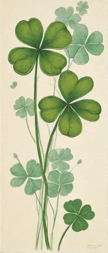 lotus leaves,pennywort,miner's lettuce,redwood sorrel,wood-sorrel,pak-choi,centella,centella asiatica,lotus leaf,clover leaves,violet woodsorrel,wood sorrel,illustration of the flowers,nasturtium leaves,cardamine pratensis,ginkgo biloba,aquatic plant,wood sorrel family,lotus plants,botanical print,Illustration,Black and White,Black and White 15