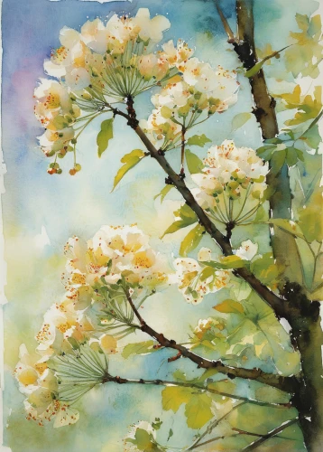 blossoming apple tree,flower painting,spring blossom,linden blossom,spring blossoms,blossom tree,magnolia,sakura tree,still life of spring,blooming tree,cherry blossom tree,watercolor tree,magnolia trees,magnolia tree,flowering tree,blossoms,springtime background,watercolour flowers,kirch blossoms,tulpenbaum,Illustration,Paper based,Paper Based 12