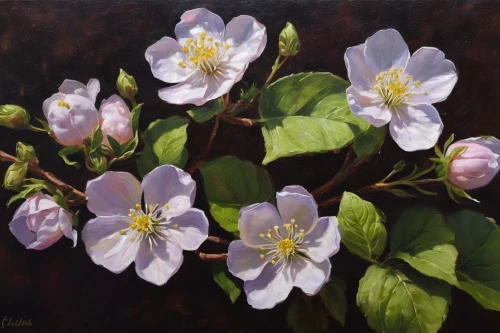 wood anemones,carol colman,pasque-flower,wood anemone,cloves schwindl inge,rose woodruff,snowdrop anemones,hepatica,columbines,anemones,cuckoo flower,carol m highsmith,soapwort,wild roses,violets,prairie rose,christmas rose,primroses,anemone honorine jobert,clematis,Conceptual Art,Oil color,Oil Color 12