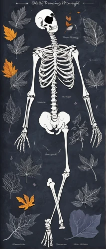 halloween paper,vintage skeleton,halloween border,skeletal,halloween poster,skeletal structure,skeletons,pile of bones,halloween borders,halloween background,skeleton leaves,halloween vector character,skeleton,human skeleton,day of the dead skeleton,skeleltt,halloween decor,danse macabre,bones,halloween illustration,Unique,Design,Character Design